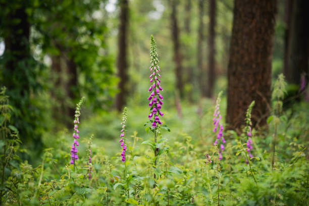 Foxgloves in the forest undergrowth