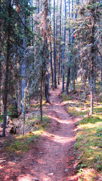 istock Upper Kananaskis Lake trail #2 1154483298