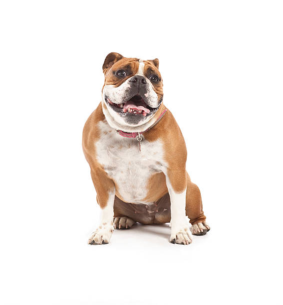 istock Old English Bulldog 115448570