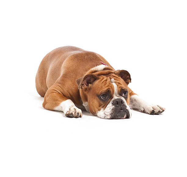 istock Old English Bulldog 115448572