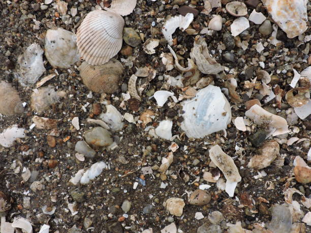 istock Beach rocks pebbles sand close up 1154486324