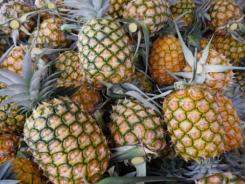 Okinawa,Japan-June 2, 2019:　Freshly-harvested Pineapples in Ishigaki island, Okinawa