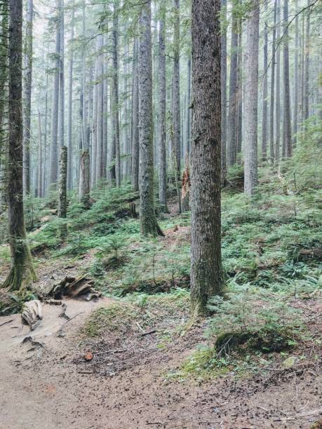 istock Hiking misty mountains of Washington 1154487043