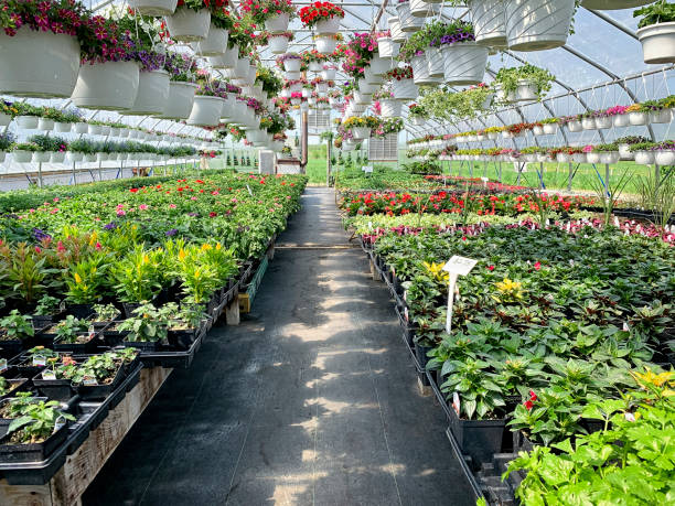 istock Flower Farm Greenhouse 1154488071