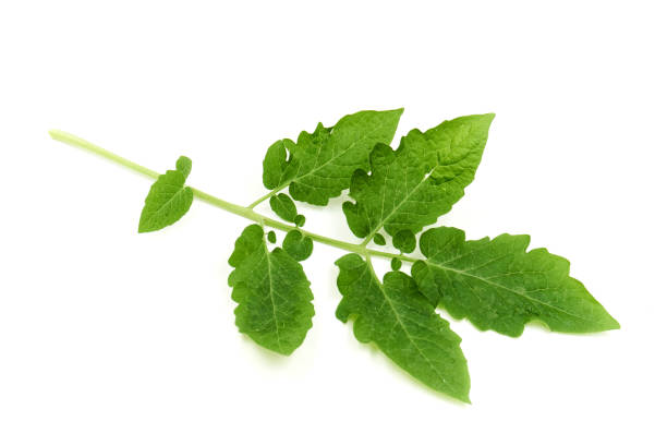 istock Tomato leaves  isolated on white background. 1154489747