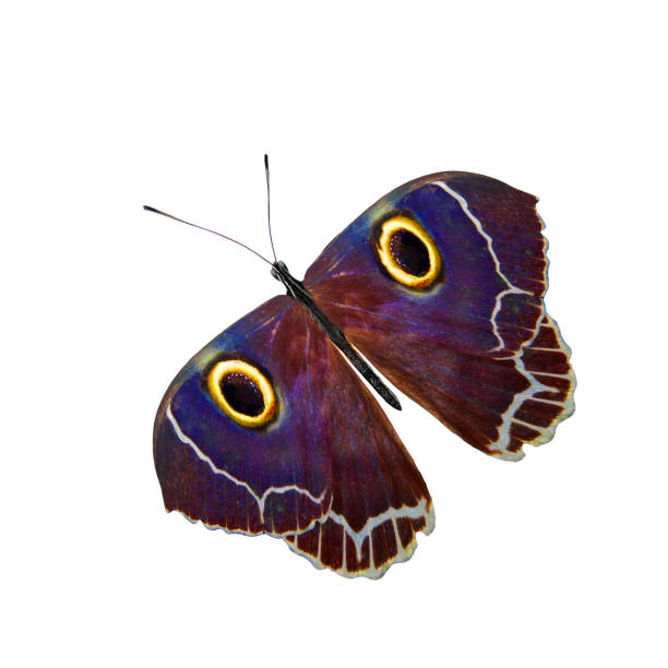istock tropical purple butterfly. isolated on white background 1154490897