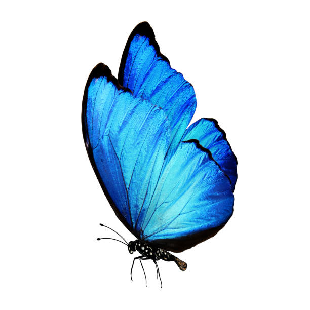 istock tropical blue butterfly. isolated on white background 1154490899