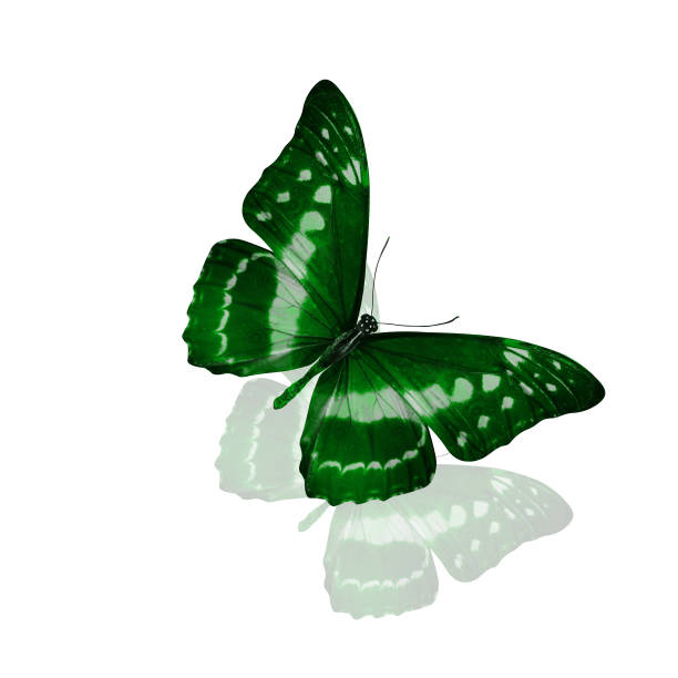 istock tropical green butterfly. isolated on white 1154490901