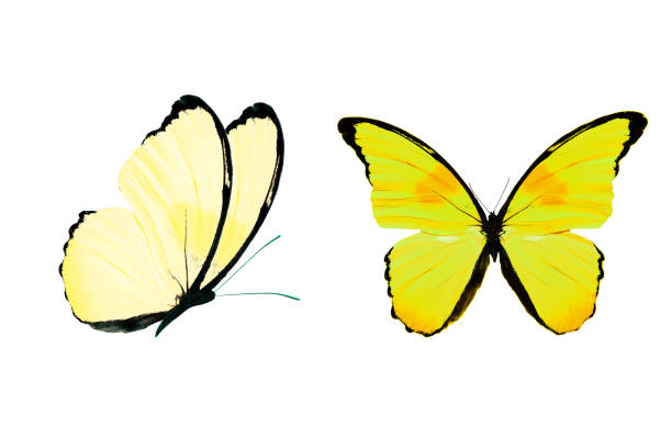 istock yellow butterfly isolated on white background. tropical insects. 1154491818