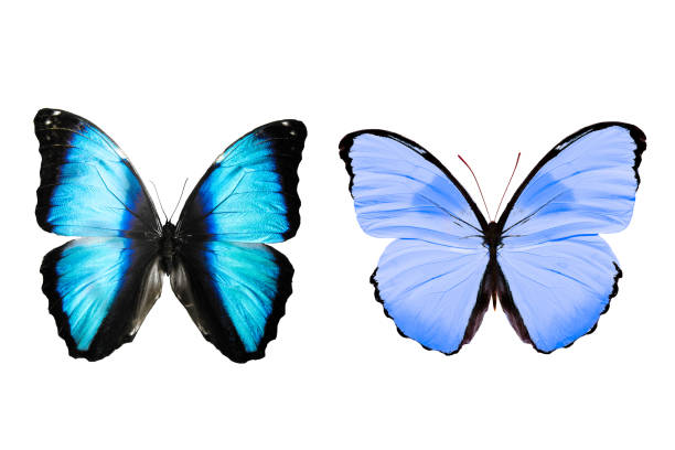 istock tropical blue butterfly. isolated on white background 1154491848