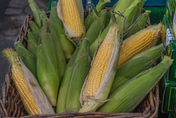 istock Fresh corn on the cob in wicker basket. 1154492106