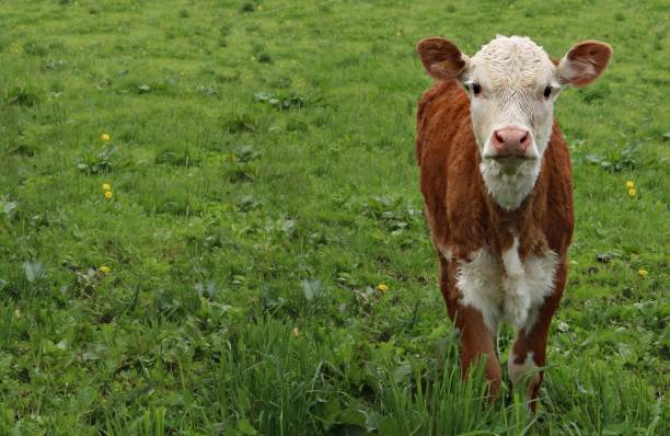 istock Red calf with white face standing in the pasture 1154493205