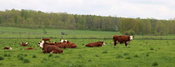 red and white beef cows with babies in the meadow - herford imagens e fotografias de stock