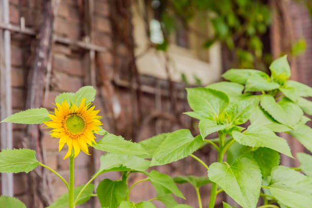 bright yellow sunflowr in garden