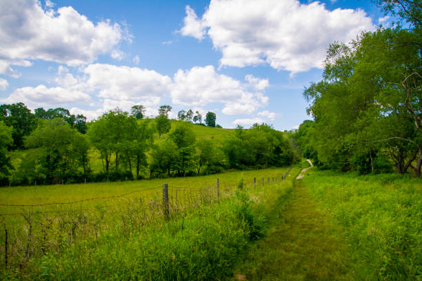 une image d’une journée ensoleillée parfaite avec des nuages gonflés dans un ciel bleu et un champ vert avec des arbres - perfect day photos et images de collection