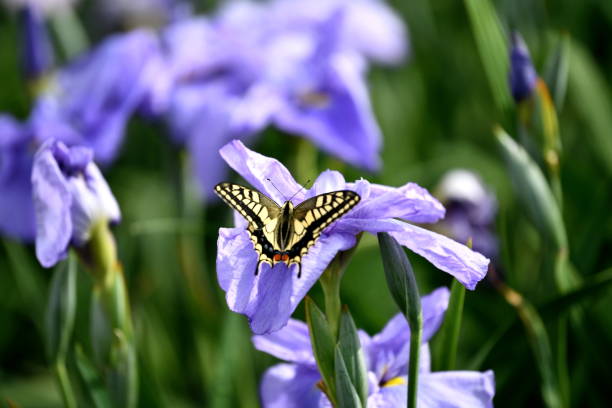 A living thing Papilio xuthus asian swallowtail butterfly photos stock pictures, royalty-free photos & images