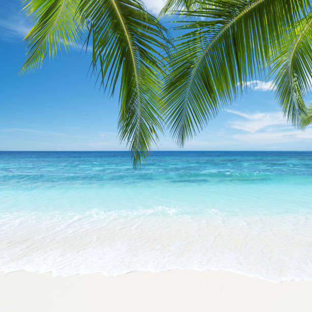 Tropical beach and palm leaves