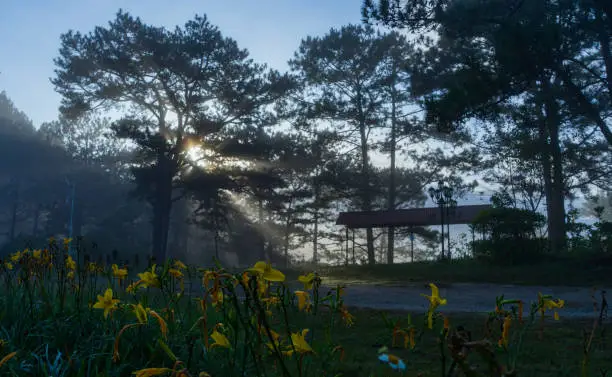 An early morning in a pineforest at Dalat, Vietnam. The city is very famous for the beautiful misty morning.