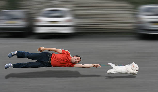 19,196 Dog Running Fast Stock Photos, Pictures & Royalty-Free Images - iStock | Dog running fast funny 19,196 Dog Running Fast Stock Photos, Pictures & Royalty-Free Images - iStock | Dog running fast funny