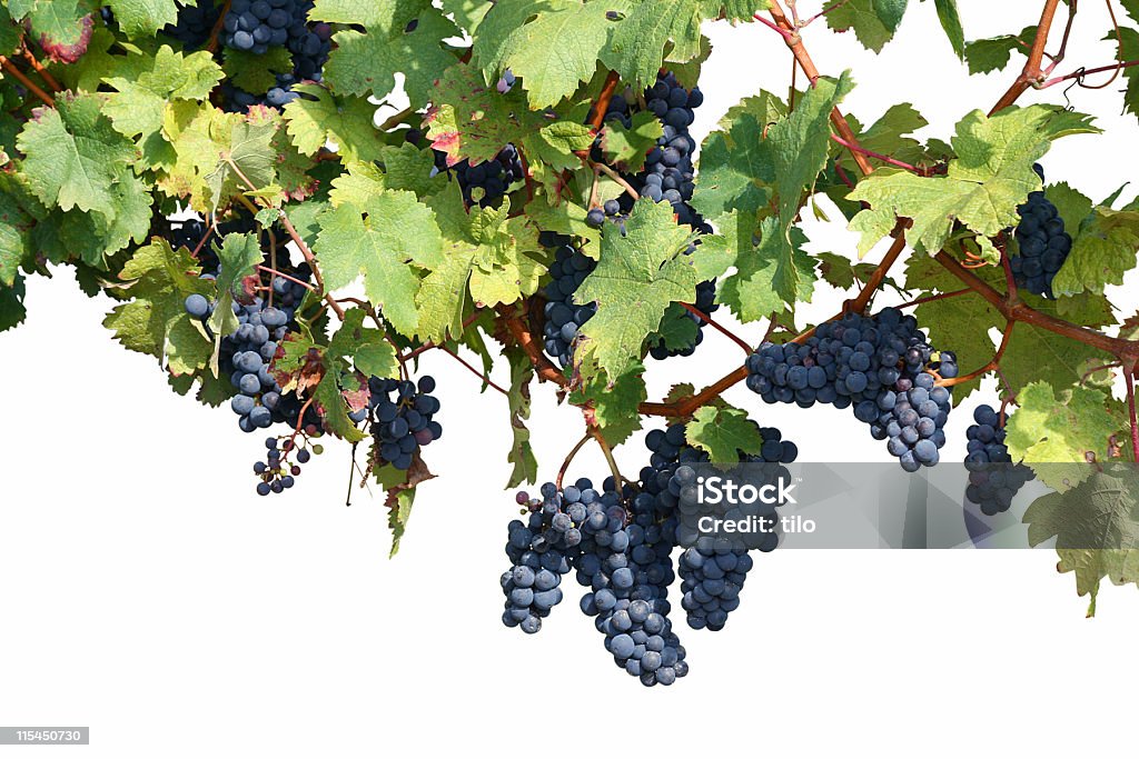 Vineyard Aislado en blanco - Foto de stock de Uva Pinot Noir libre de derechos