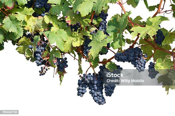 Vineyard Aislado En Blanco Foto de stock y más banco de imágenes de Uva Pinot Noir - Uva Pinot Noir, Agricultura, Alimento
