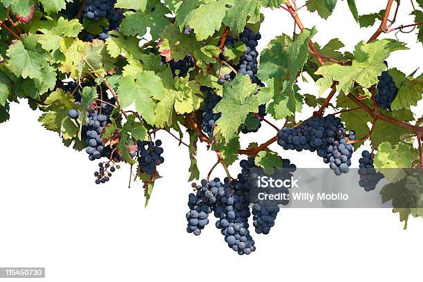 Vinha Isolado A Branco - Fotografias de stock e mais imagens de Uva Pinot Noir - Uva Pinot Noir, Agricultura, Branco