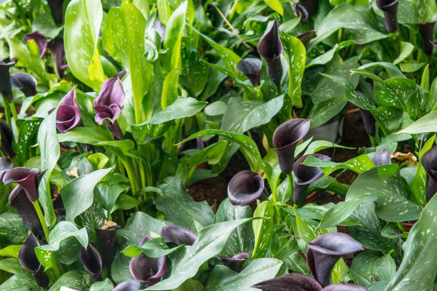 Black Calla Lilies blooming in the garden.