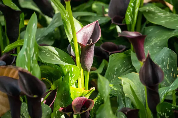 Photo of The black Calla Lily blooming in the garden.