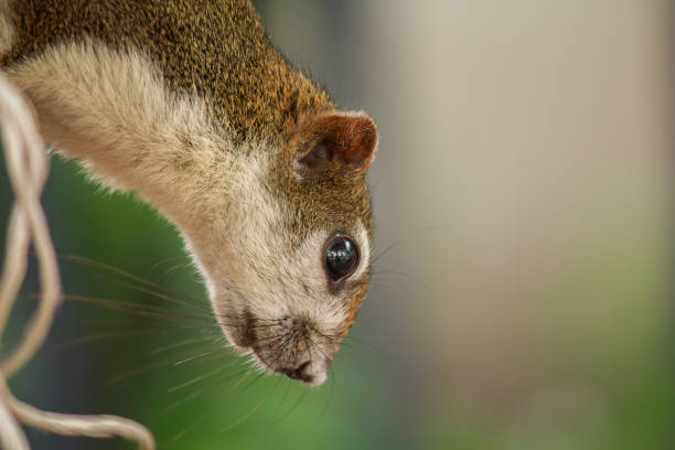 istock Eyes of the Squirrel looking 1154509316