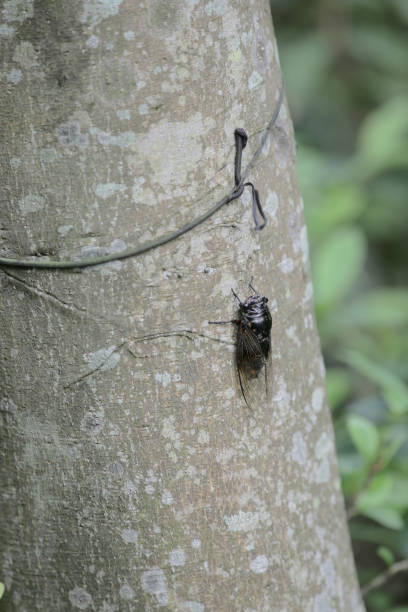 istock cicada insect on the tree.at nature 1154509575