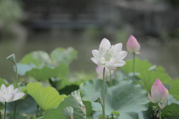 istock blooming lotus flower and Lotus flower plants 1154509607