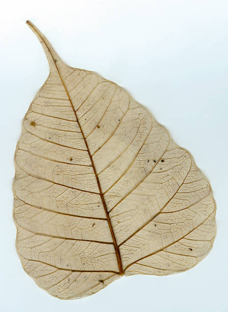 istock Tree leaf , Pipal ficus religiosa kalyan Maharashtra 1154511617