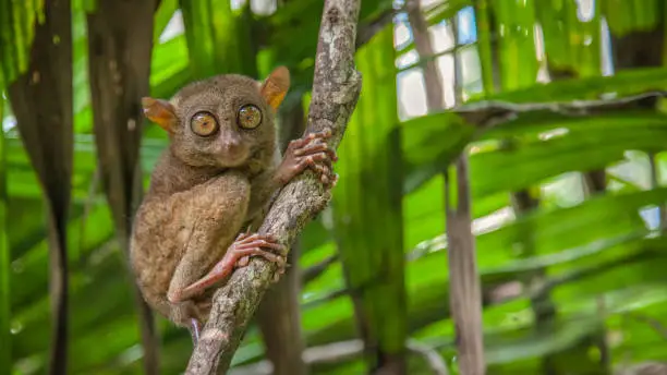 A tarsier in the jungle of the Philippines