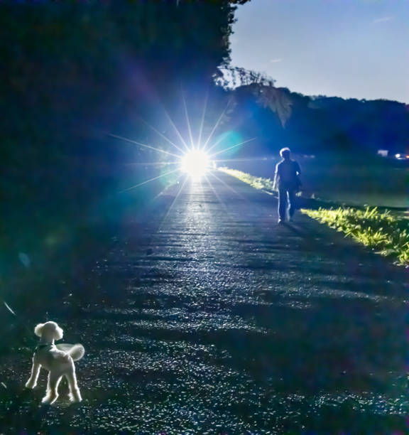 istock Dog walking in the night 1154515062