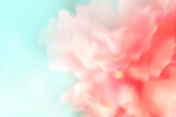 Abstract blurred sweet coral-pink Hibiscus Flower blossom on pastel blue background. Abstract blurred sweet coral-pink flower blossom