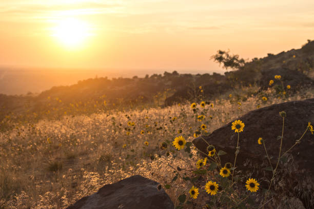 бойсе, айдахо - золотой закат над полем подсолнухов и скалистых предгорий - idaho boise summer flower стоковые фото и изображения