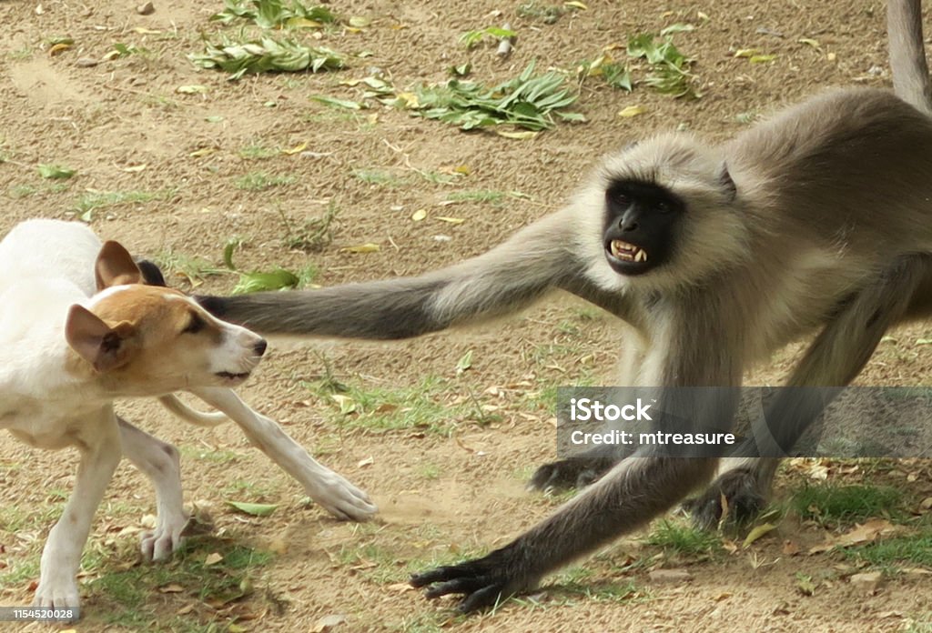 Image Of Angry Indian Langoor Grey Langur Monkey Fighting With Wild Stray Puppy Dog In Temple Gardens Photo Showing Vicious Monkey Teeth And Long Tail New Delhi Indian Stock Photo - Download