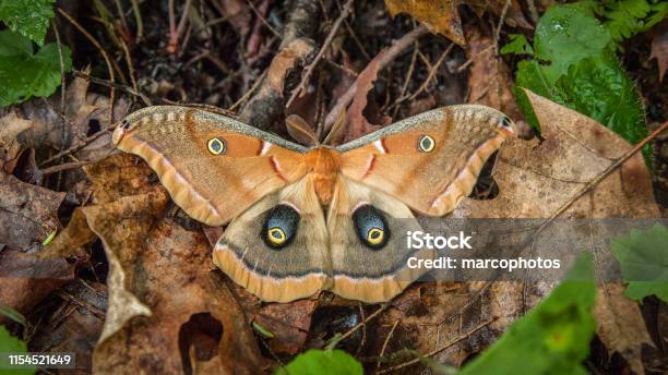 American Polyphemus Stock Photo - Download Image Now - Polyphemus Moth, Close-up, Forest