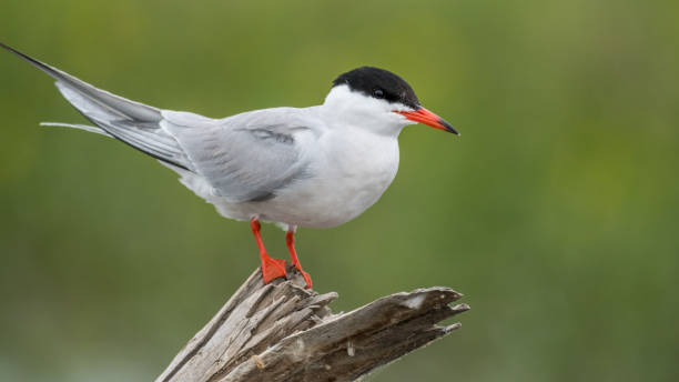 istock Close up isolated common tern seagull in the wild- Danube Delta Romania 1154521738