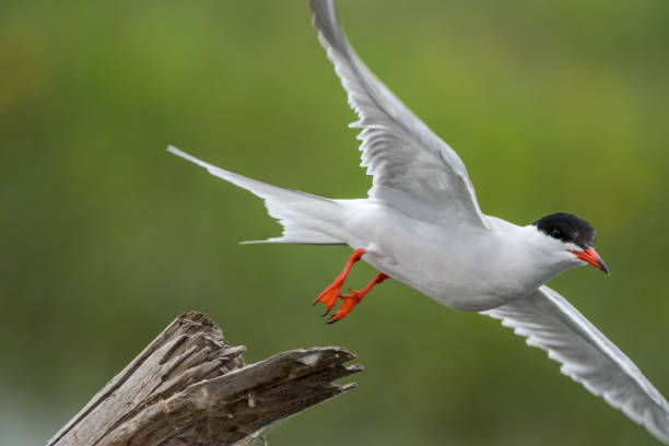 istock Close up isolated common tern seagull in the wild- Danube Delta Romania 1154521785