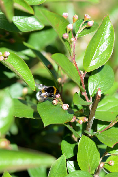 istock Bumblebee on a green bush on a bright summer day 1154521824