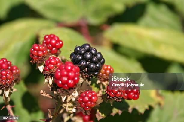 Wild Blackberries Stock Photo - Download Image Now - Berry Fruit, Black Color, Blackberry - Fruit