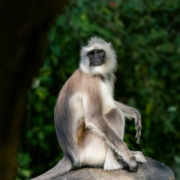 istock Southern Plains Gray Langur (Semnopithecus dussumieri) 1154523879