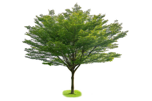 istock Terminalia ivorensis  ,Isolated tree on white background 1154524628