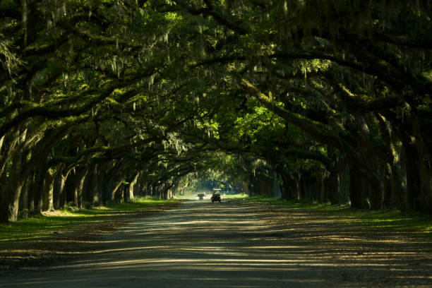 istock Savannah Georgia lonely road covered with trees 1154524717