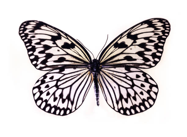 farfalla bianca dalle vene nere isolata - black veined white butterfly foto e immagini stock