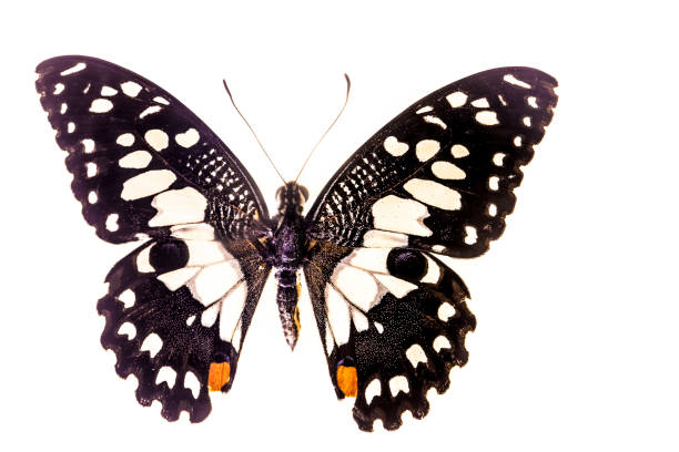 papilio demoleus - lime butterfly fotografías e imágenes de stock