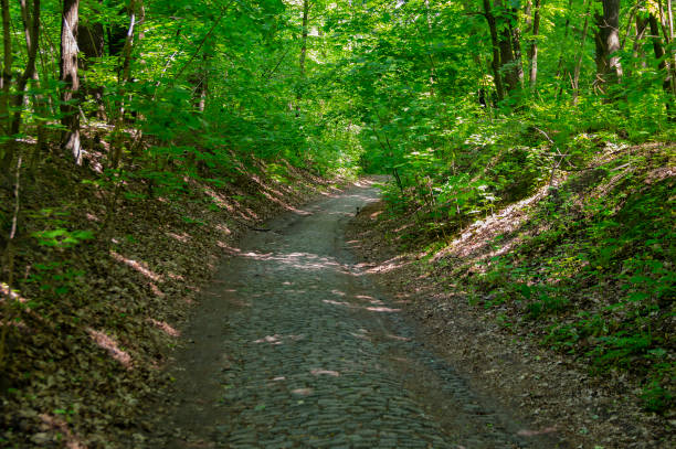 istock Road from paving stones in the forest 1154525982