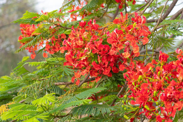 istock Flame tree, royal poinciana, flam boyant 1154528667