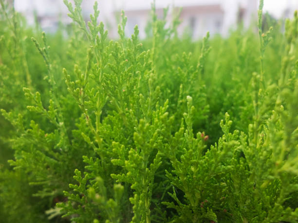 istock Platycladus orientalis. Chinese thuja. Oriental arborvitae. Chinese arborvitae 1154528688